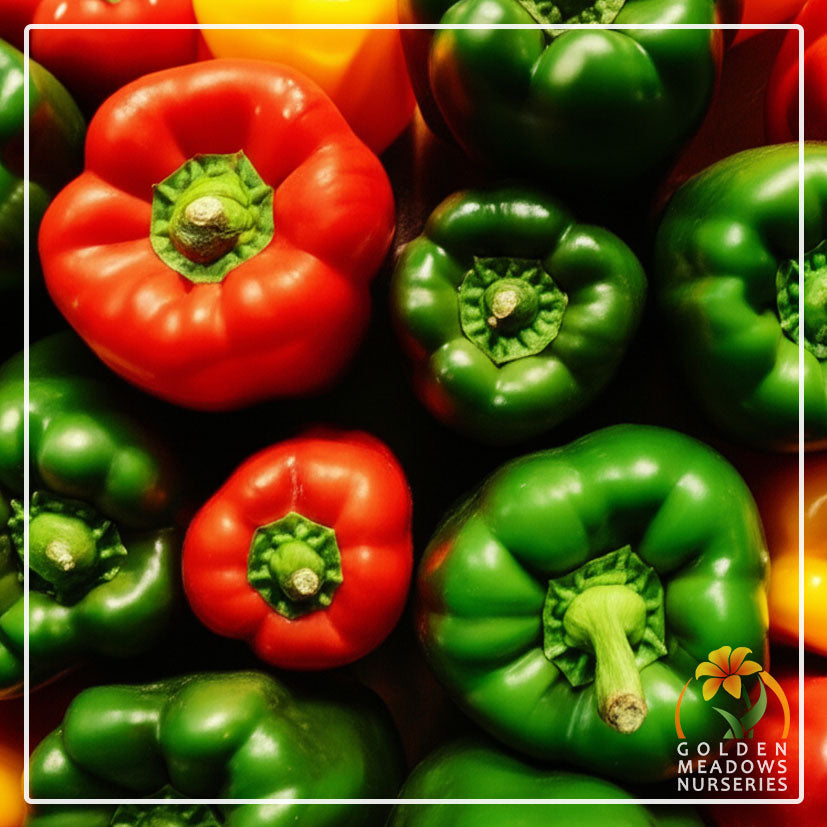 Bell Pepper 'California Wonder'