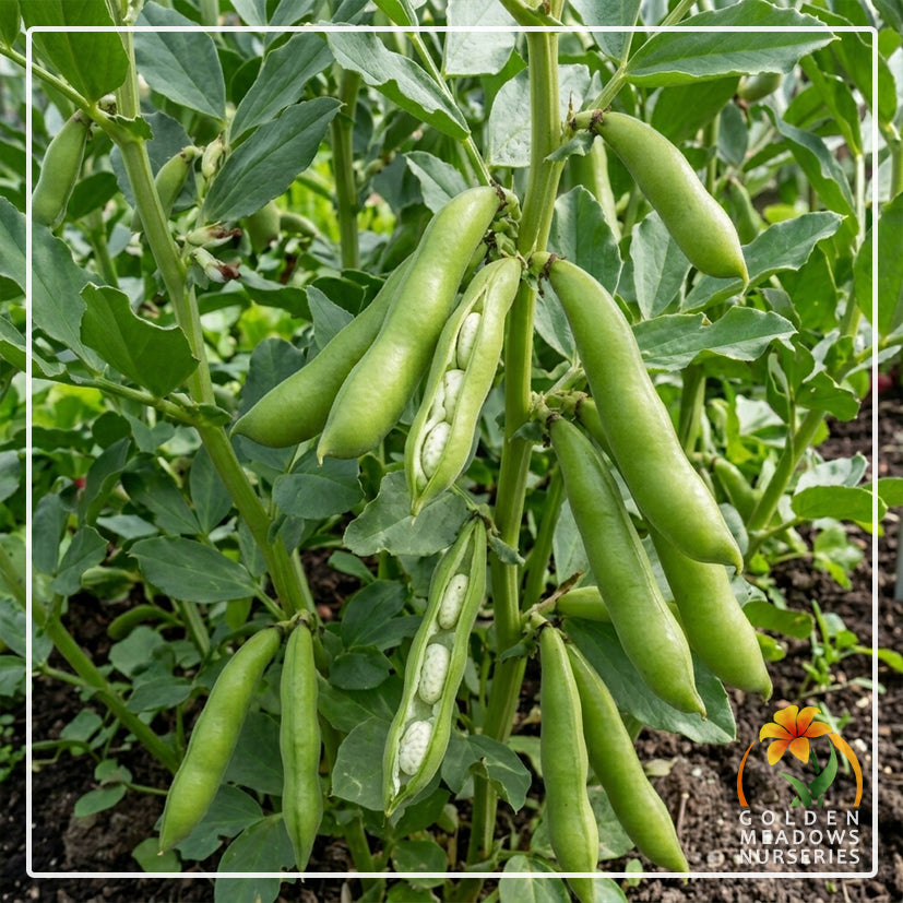 Beans - Broad Beans 'Aquadulce'