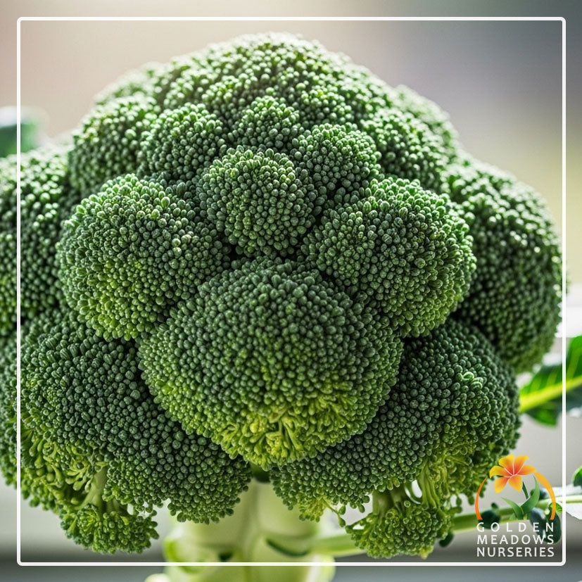 Broccoli - Green Sprouting