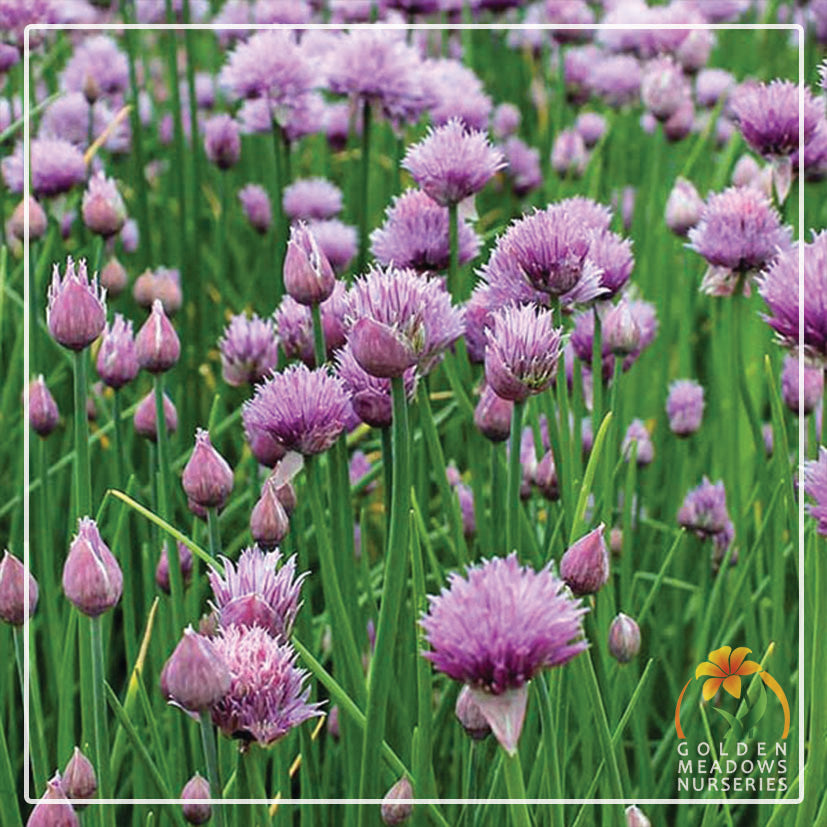 Chives