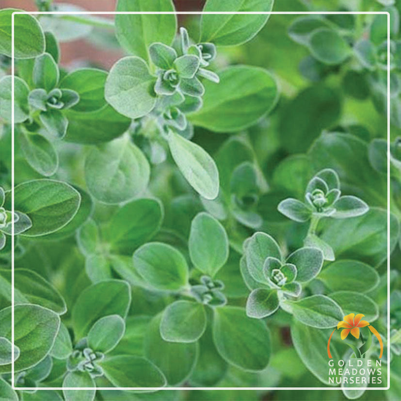 Oregano Greek