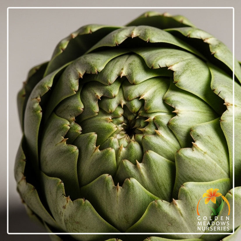 Artichokes Green Globe