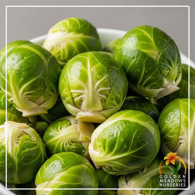 Brussels Sprouts - Long Island