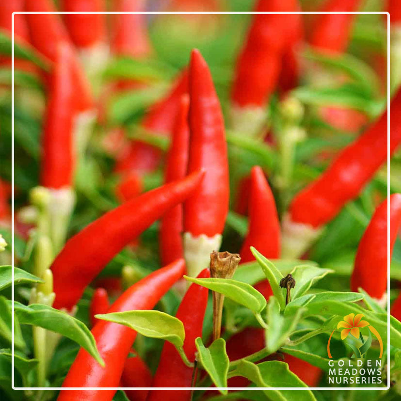 Chilli 'Bird's Eye'