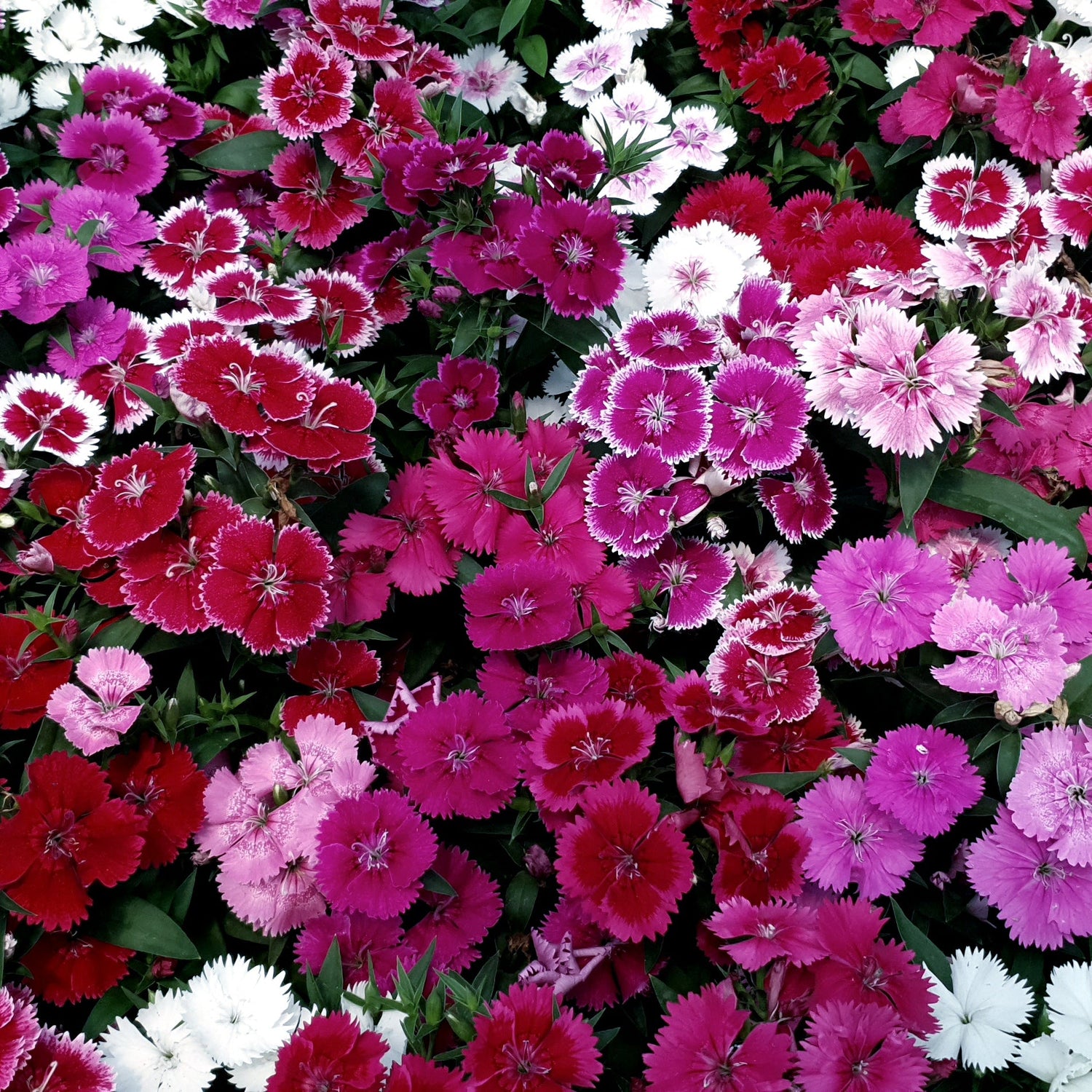 Ornamental Plant Seedlings