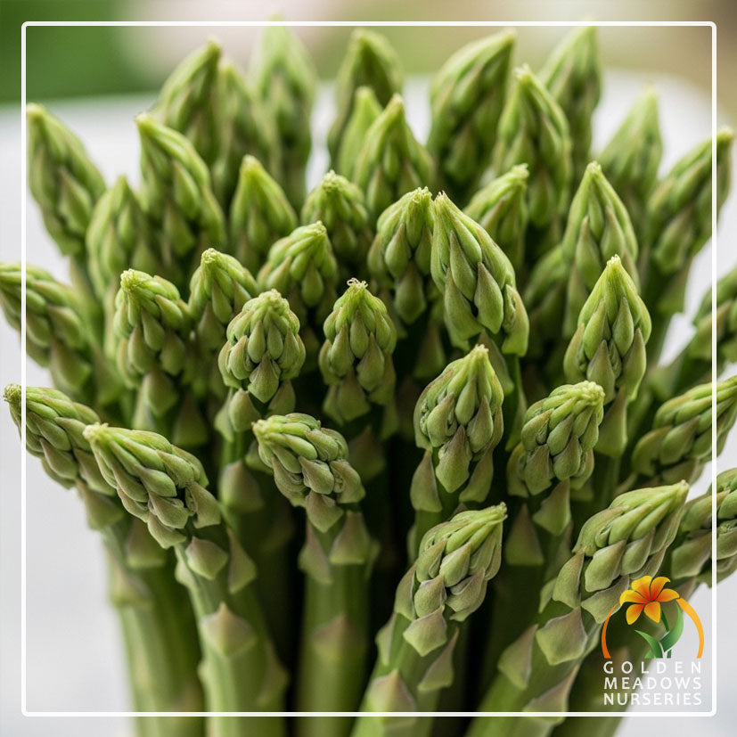 Asparagus Mary Washington