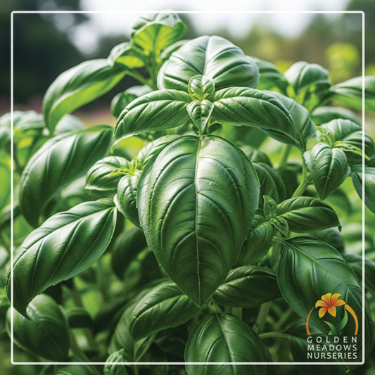 Basil Sweet Large Leaf