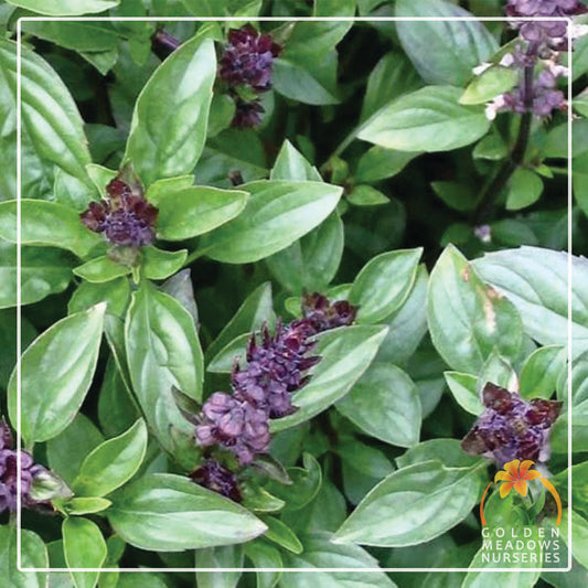 Basil Blue Spice