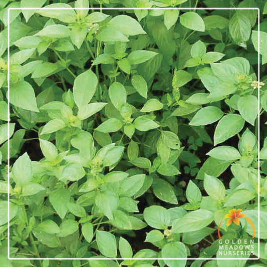 Basil Lemon Lemonette