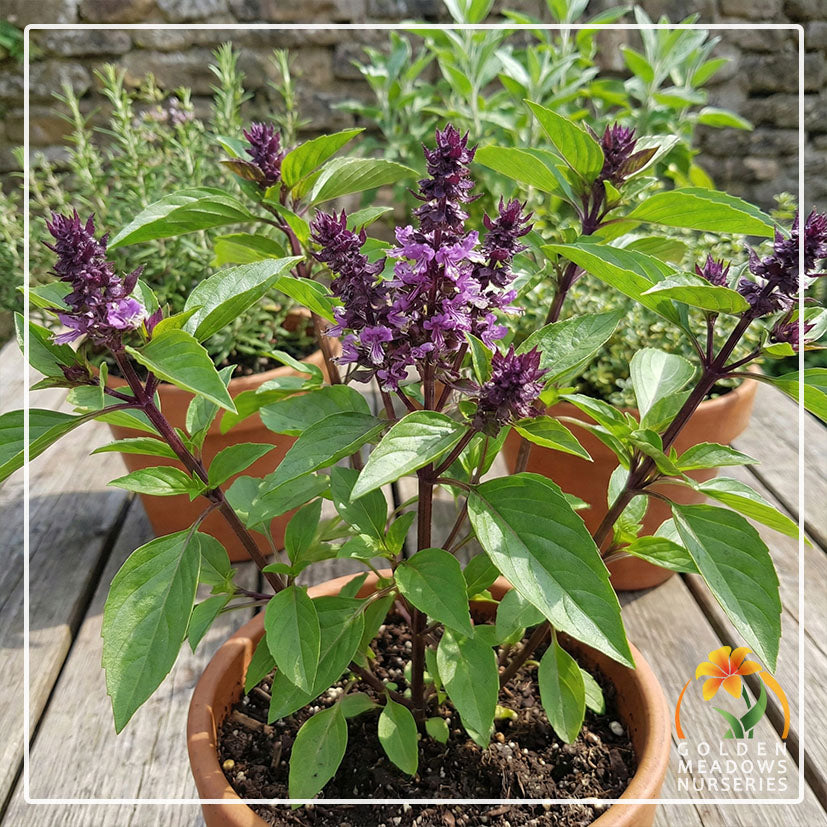 Basil Thai Queen Siam