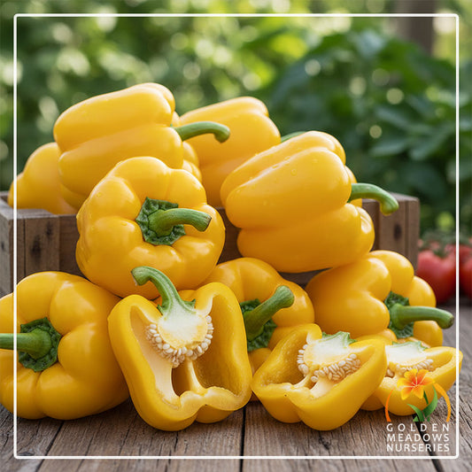 Bell Pepper Kavango Yellow