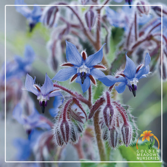 Borage