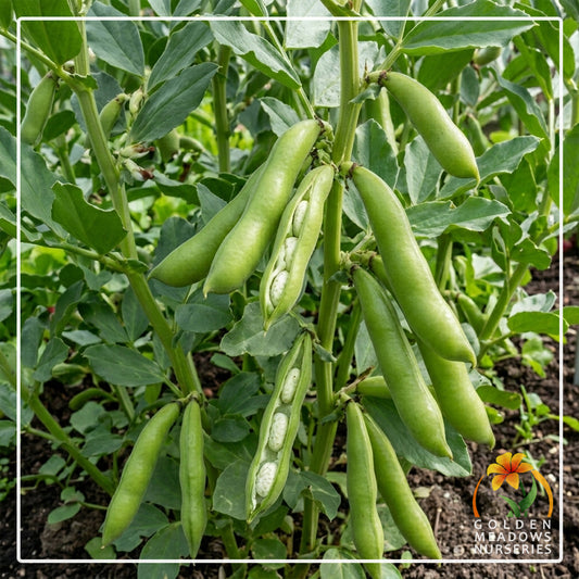 Beans - Broad Beans 'Aquadulce'