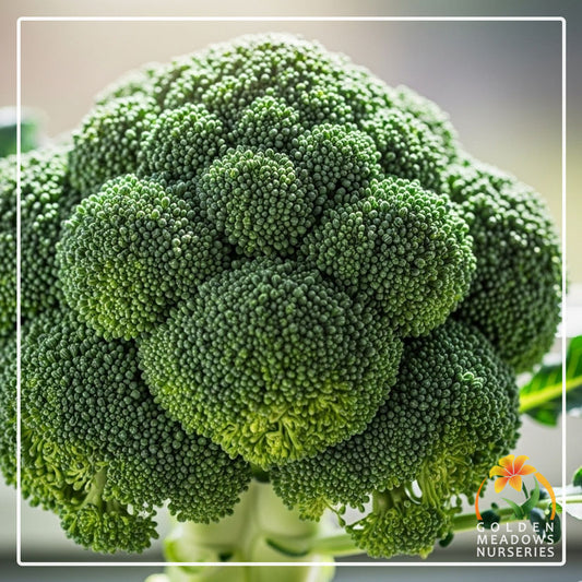 Broccoli - Green Sprouting