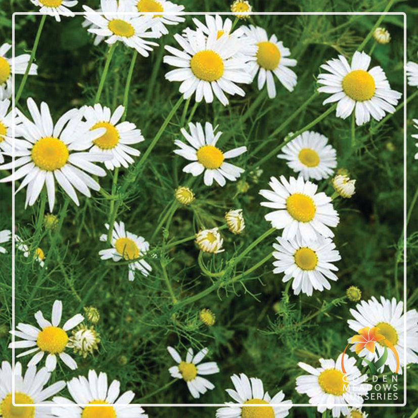 Chamomile Roman