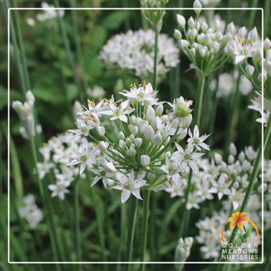 Chives - Garlic