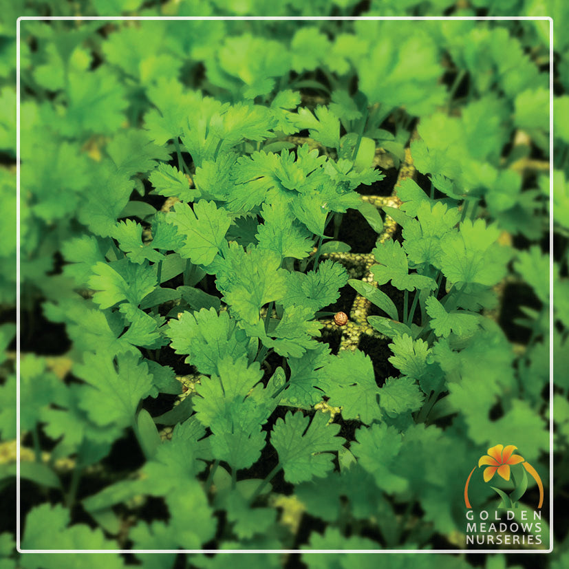 Coriander Green Aroma