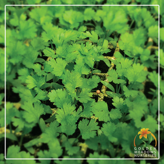 Coriander Green Aroma