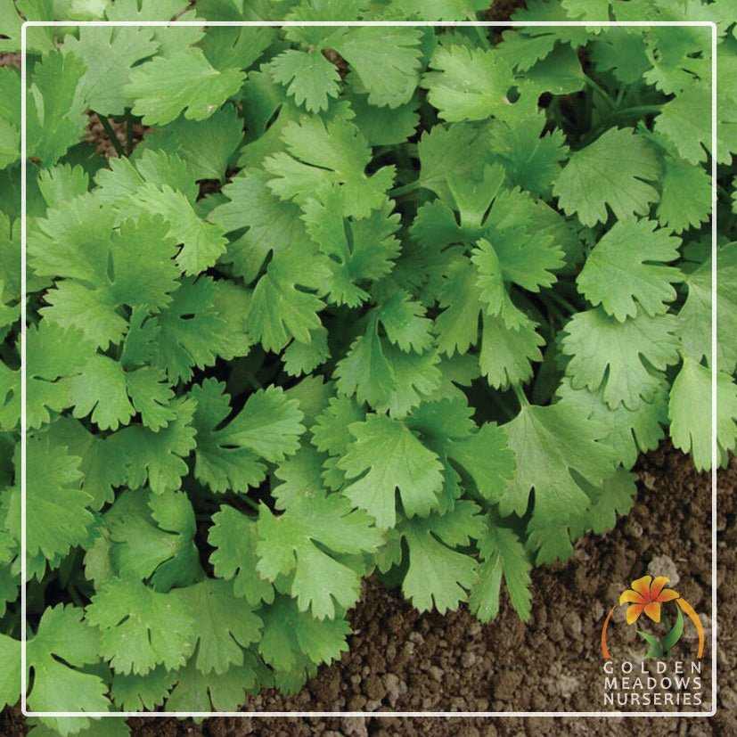 Coriander Slow Bolt