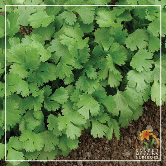 Coriander Slow Bolt
