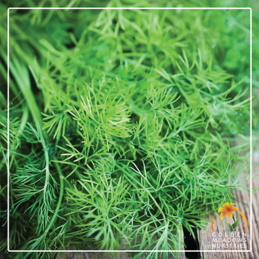 Dill