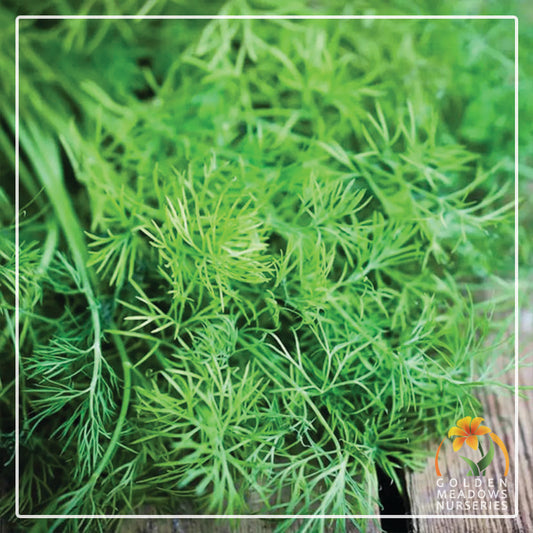 Dill