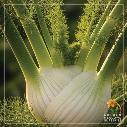 Fennel Sweet Florence