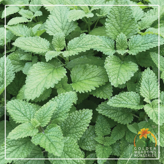 Lemon Balm