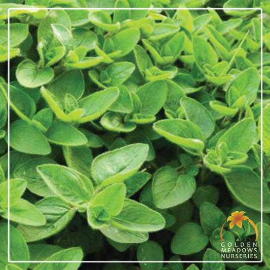 Marjoram
