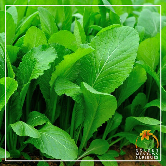 Mustard Florida Broadleaf