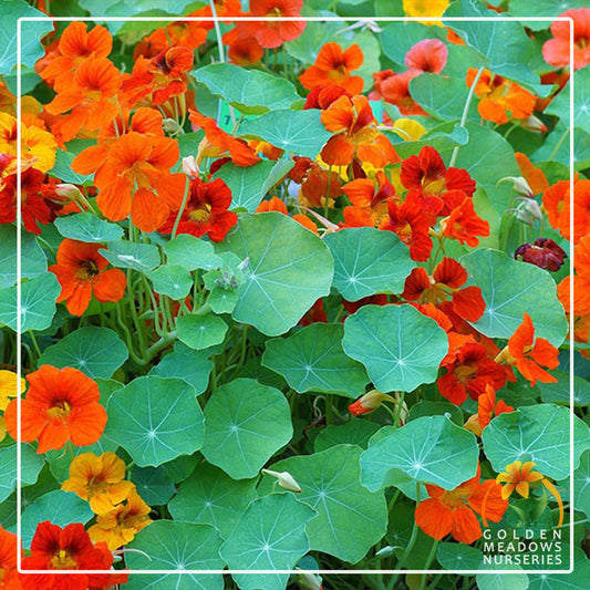 Nasturtiums