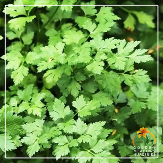 Parsley - Flat Leaf