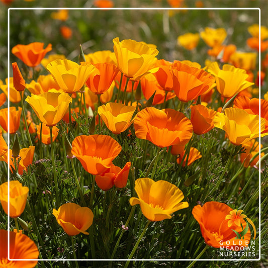 Poppy 'California Wonder'