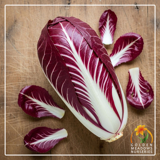 Radicchio 'Rossa Treviso Red'