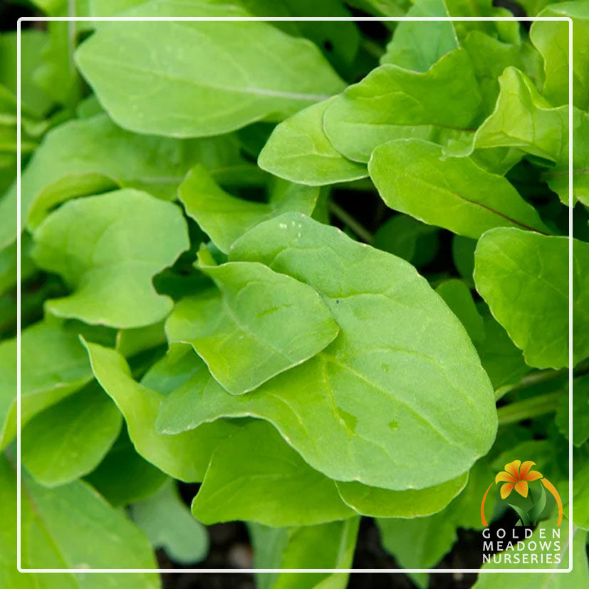Rocket Salad