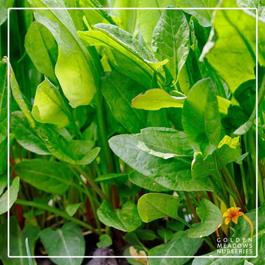 Sorrel - Green "De Bellville" French