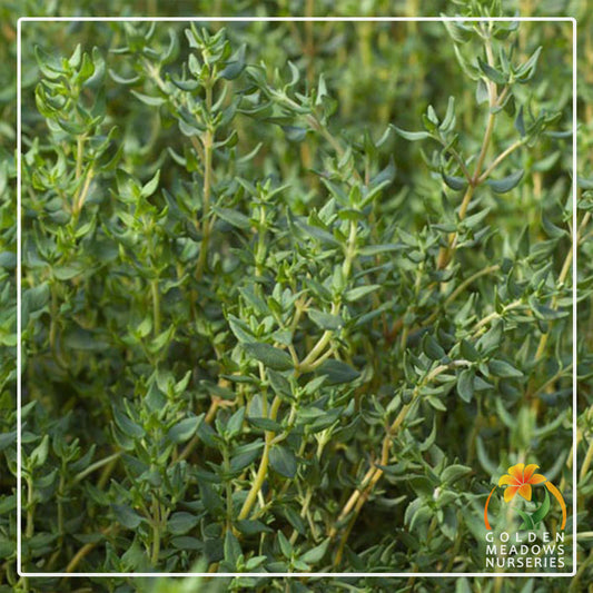 Thyme