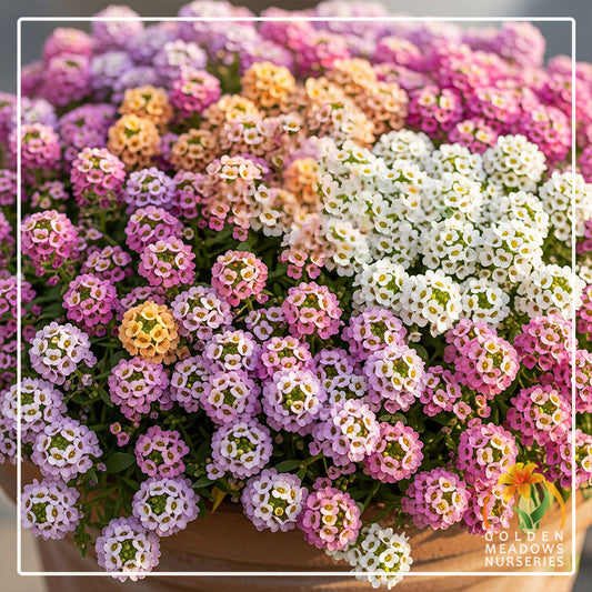 Alyssum Pastel Mix