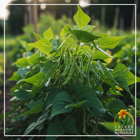 Beans Bush Contender