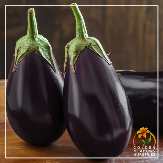 Brinjals - Black Beauty