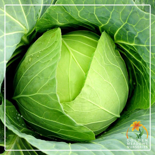Cabbage - Drumhead