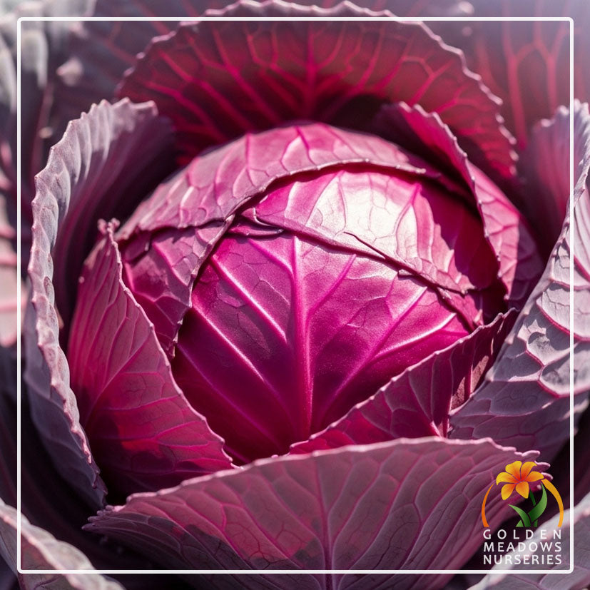 Cabbage - Red Jewel