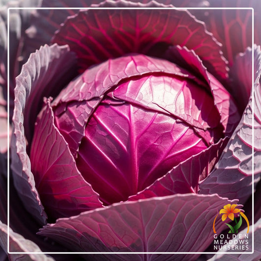 Cabbage - Red Jewel
