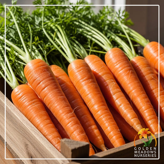 Carrots 'Nantes'
