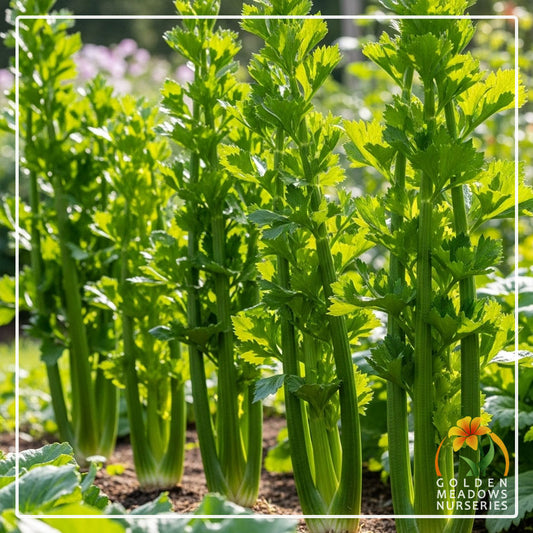 Celery 'Tall Utah'
