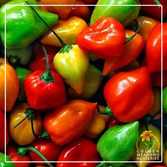 Chilli 'Habanero'