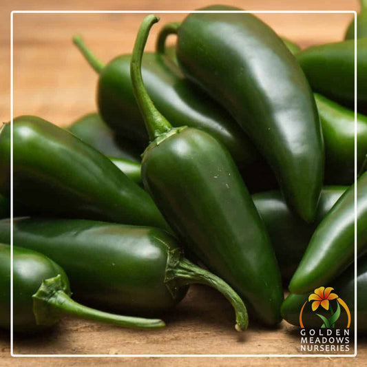 Chilli 'Jalapeno'