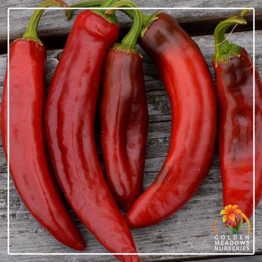 Chilli Paprika