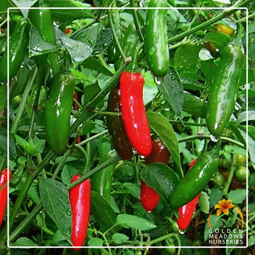 Chilli Serrano