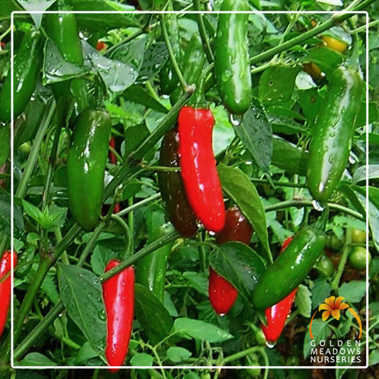 Chilli Serrano